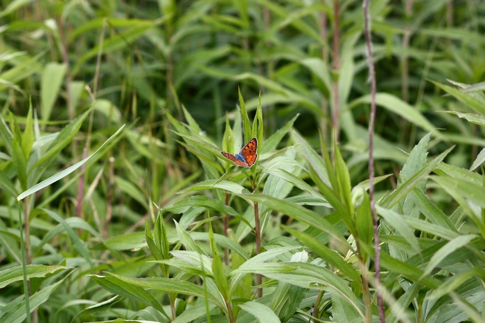 Lycaena dispar e altri licenidi.